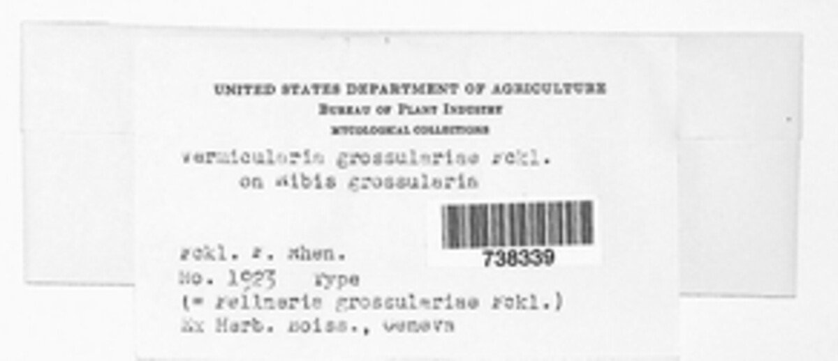 Vermicularia grossulariae image